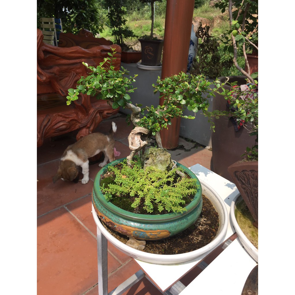 Cây sam núi sam trái bonsai để bàn cây cảnh mini