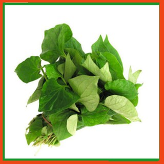 Hạt giống rau Diếp Cá - Dự án phát triển Nông nghiệp Đô thị TUHAi