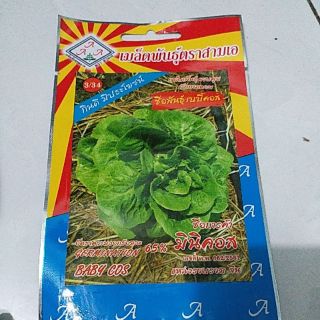 Cải  xà  lách  hoa hồng thái lan