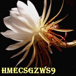 hạt giống hoa quỳnh 20h