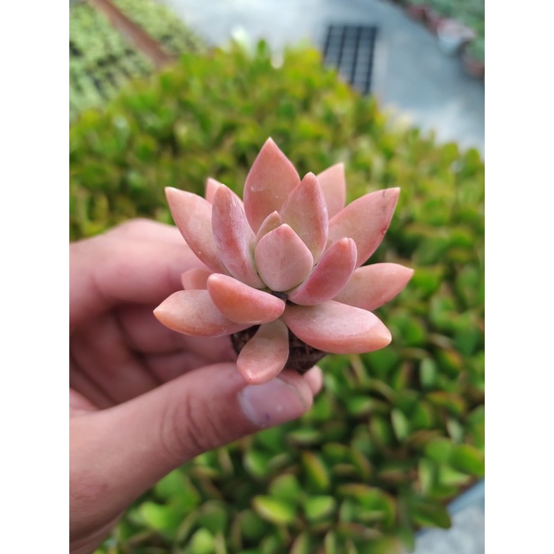 SEN ĐÁ ĐÁ ĐỎ👺 SIZE MINI 💵 ĐÀ LẠT 🍄 HƯ 1 ĐỔI 1 ❄️ SIÊU CUTE