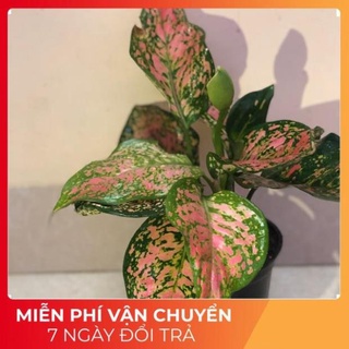 Cây vạn lộc -Tặng Kèm Phân Bón