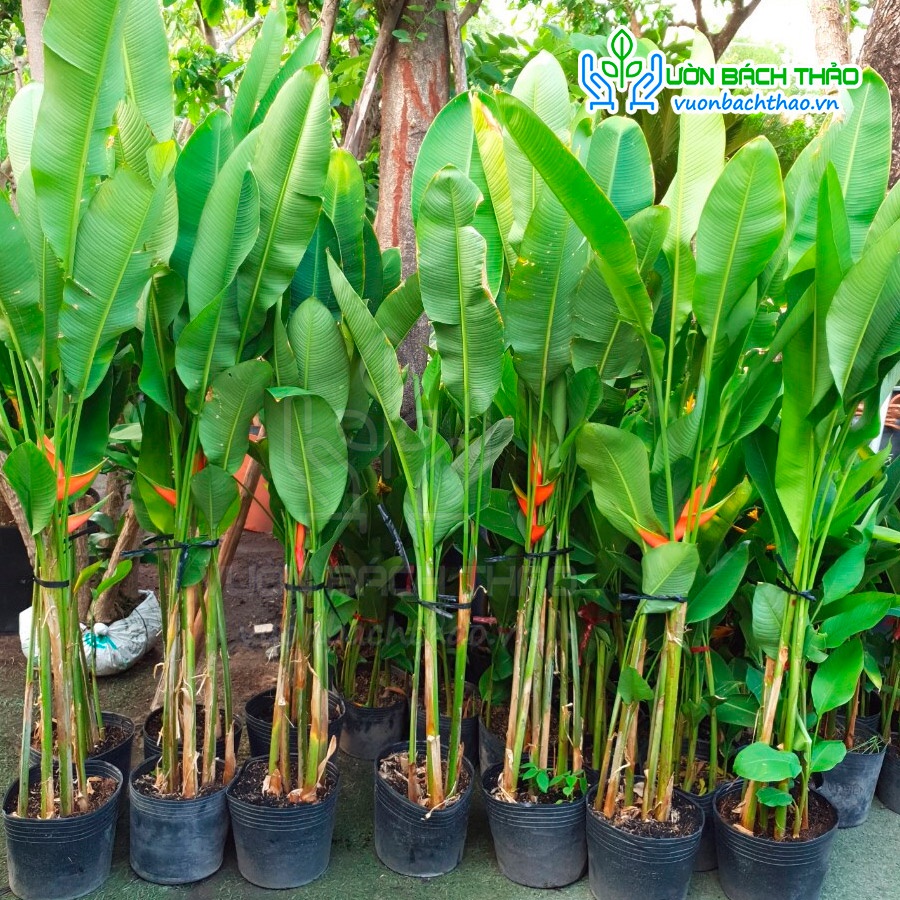 Cây chuối đuôi cá trồng trang trí sân vườn - Vườn Bách Thảo