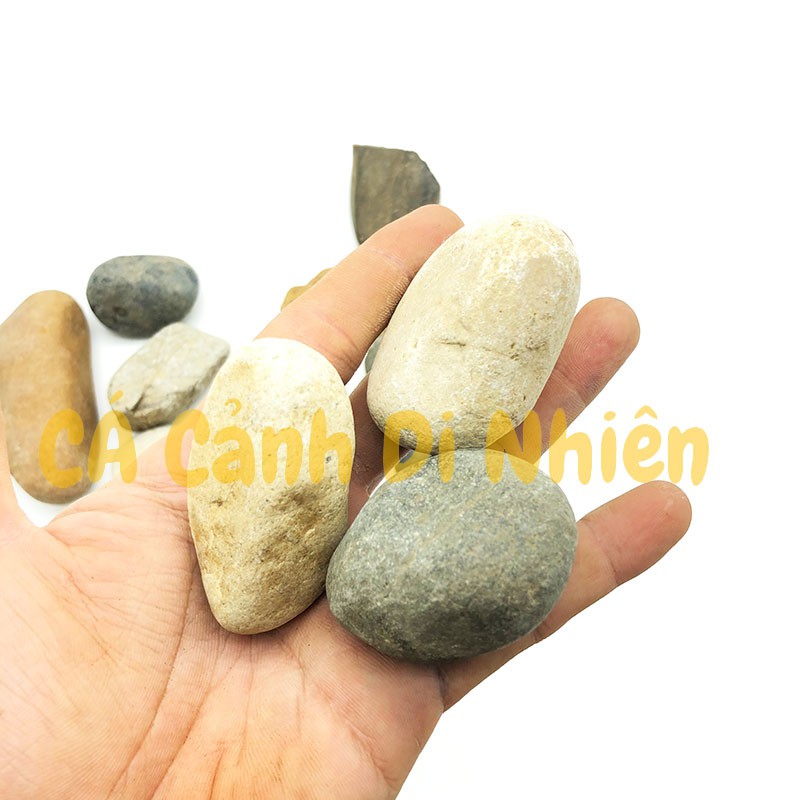 Sỏi đá cuội VÀNG 1KG nhiều màu viên trung trang trí tiểu cảnh hòn non bộ