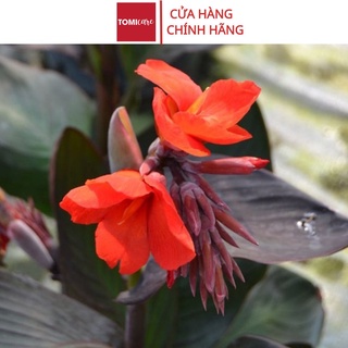 Cây dong riềng đỏ khô thương hiệu Sasuke 1kg