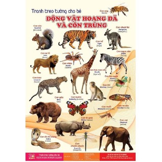 Bộ tranh treo tường về thế giới xung quanh 14 chủ đề cho bé
