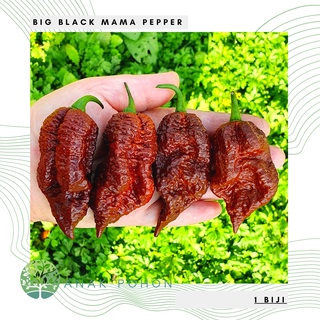 Hạt ớt black mama primo 15h