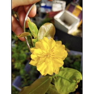 Mai cúc Tân Châu (cúc 24-36 cánh) ghép góc quái mai vàng con quấ rễ