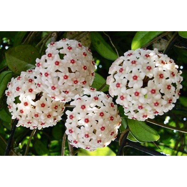 Giò hoa lan cẩm cù đỏ, trắng, cây đã thuần chậu
