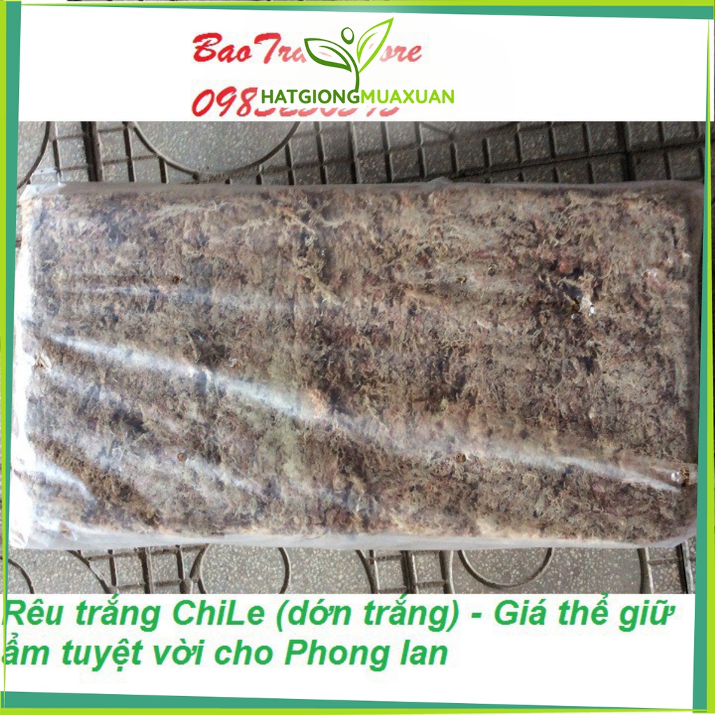 [SIEURE] Rêu trắng ChiLe - Giá thể giữ ẩm tuyệt vời cho phong lan, gói 500g hàng đẹp, phân phối chuyên nghiệp.