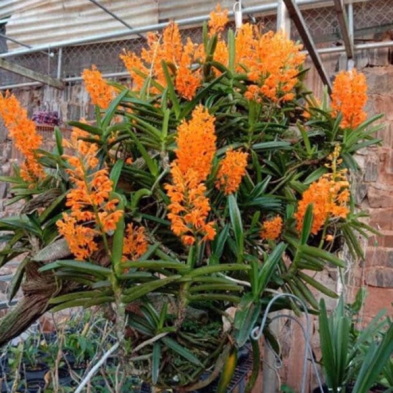 3 CÂY LAN RỪNG HOẢ HOÀNG CAM  ĐẶC HỮU RỪNG BÌNH THUẬN