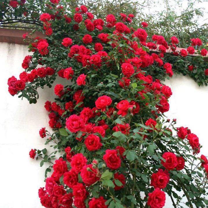 cây giống hoa hồng leo pháp thuần chủng giá rẻ- gốc hồng rễ trần giống