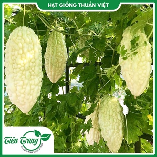 Hạt giống khổ qua bạch tuyết tn