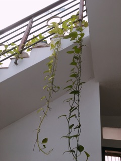 Trầu bà trang trí