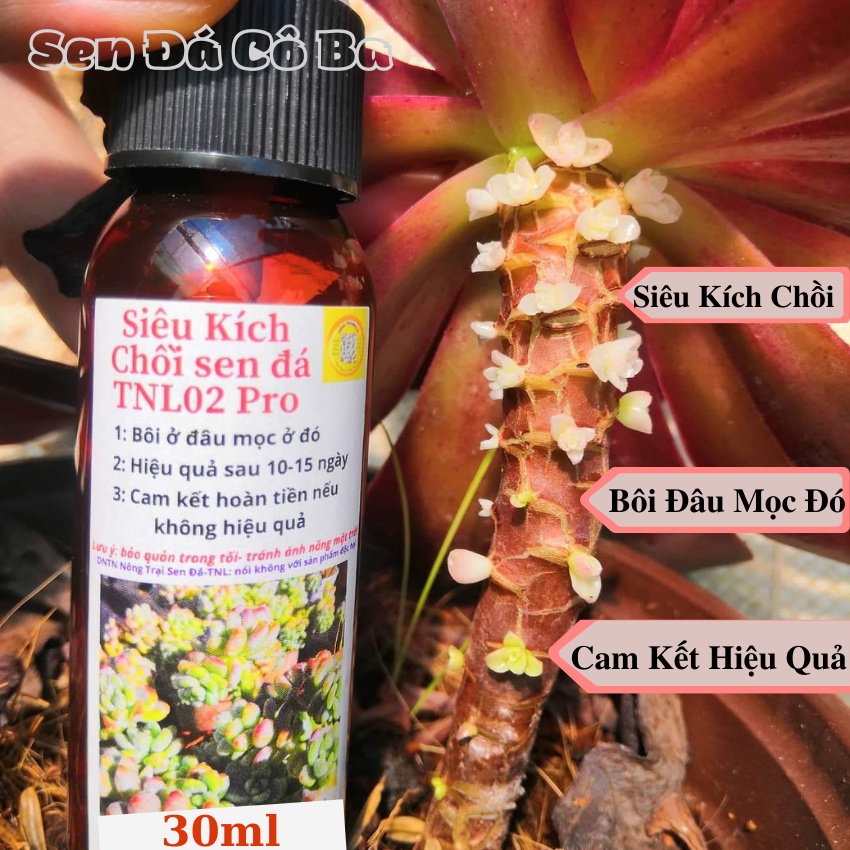 02 Siêu kích Chồi sen đá TNL02 pro,giúp tạo chồi cho sen đá cho cây nhiều chánh,cam kết hiệu quả,chai 30ml