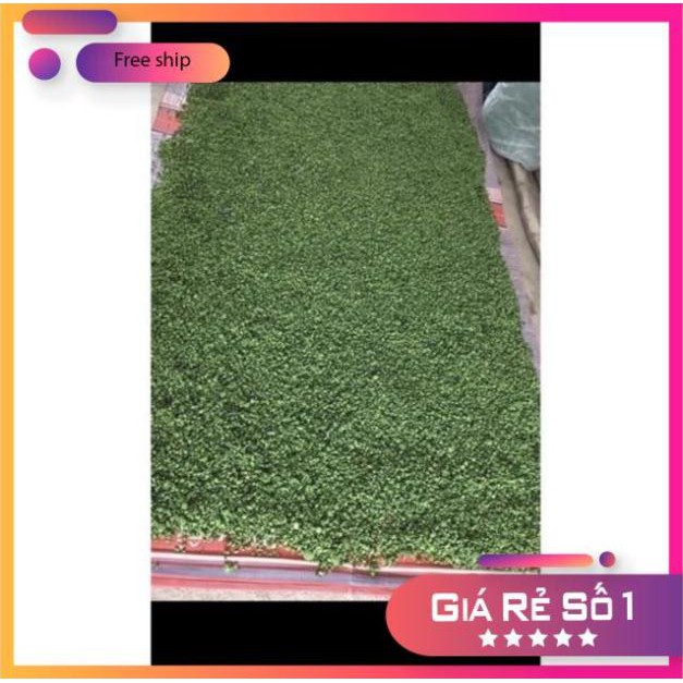 Nụ Hoa Tam Thất 500G dạng tấm - Dược Liệu Từ Thiên Nhiên