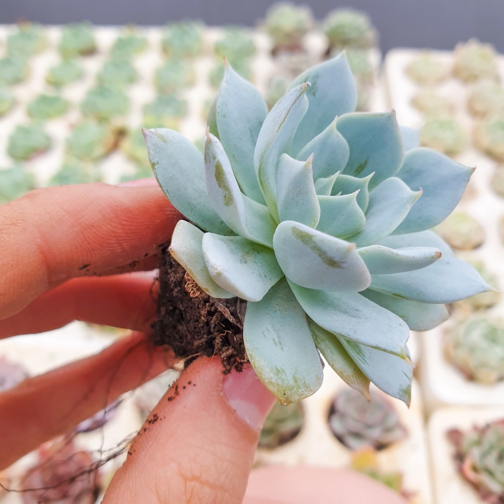 Sen đá ngọc trinh size vỉ  🔥FREE SHIP🔥 Xuất xứ Đà Lạt, đã thuần khí hậu