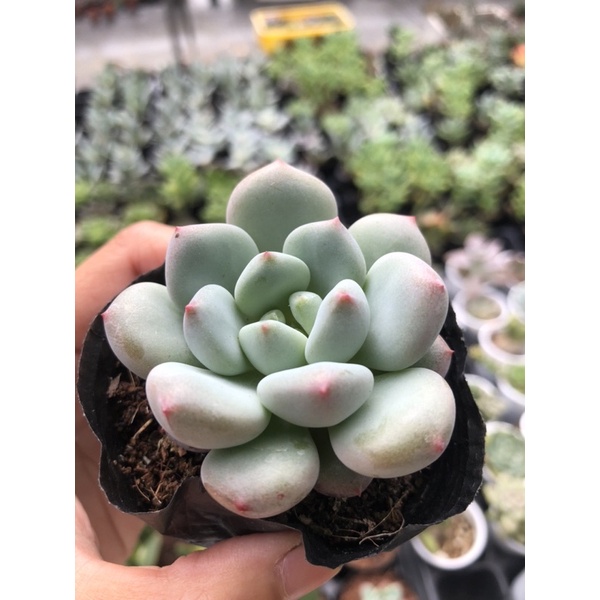 Sen Đá Sỏi Xanh Mới Size Bầu 5cm Hư 1 Đổi 1
