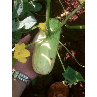 Hạt giống dưa chuột mèo thái lan ( 15 hạt )