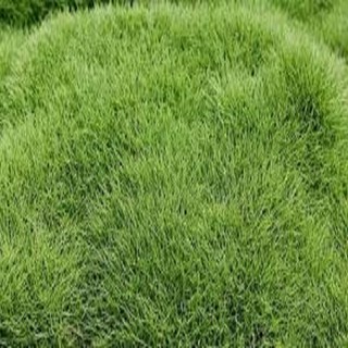 HẠT CỎ THẢM NHUNG NHẬT 100G