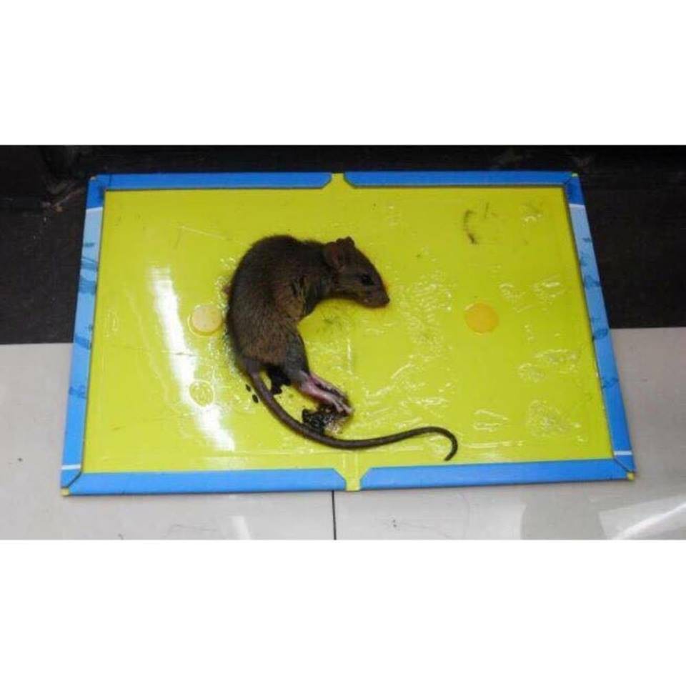 Keo dính chuột - keo bẫy chuột siêu dính có thể tái sử dụng TOMCAT