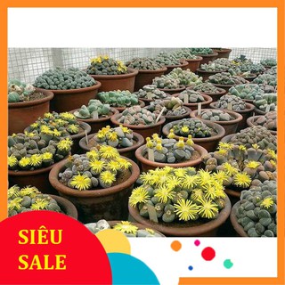 20 Hạt giống hoa Thạch Lan, Đá Sống (tặng gói kích nẩy mầm và hướng dẫn) VIETPHAT