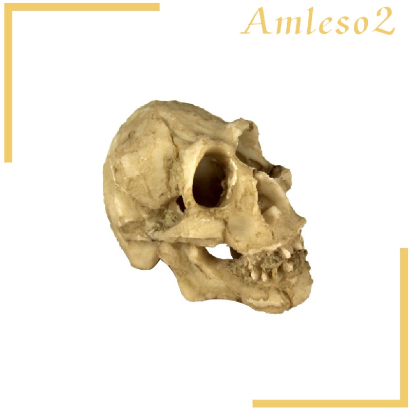 Đầu lâu / hang động rắn dùng làm đồ trang trí môi trường sống cho bò sát