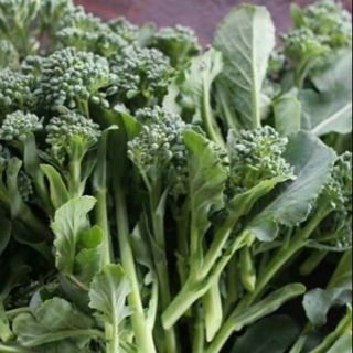 Súp lơ baby thái .giongcaynhap