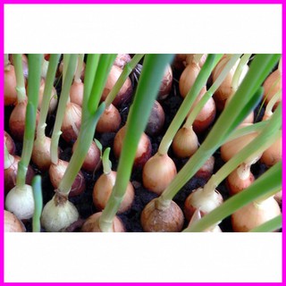 Gói 1g hạt giống hành củ - Mina Shop