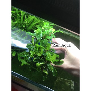 Bucep - Cây Thủy Sinh Giá Thể