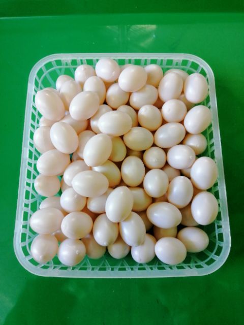 Combo 10 trứng nước bồ câu giả