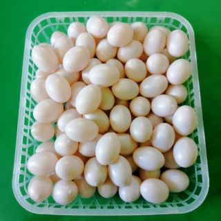 Combo 10 trứng nước bồ câu giả