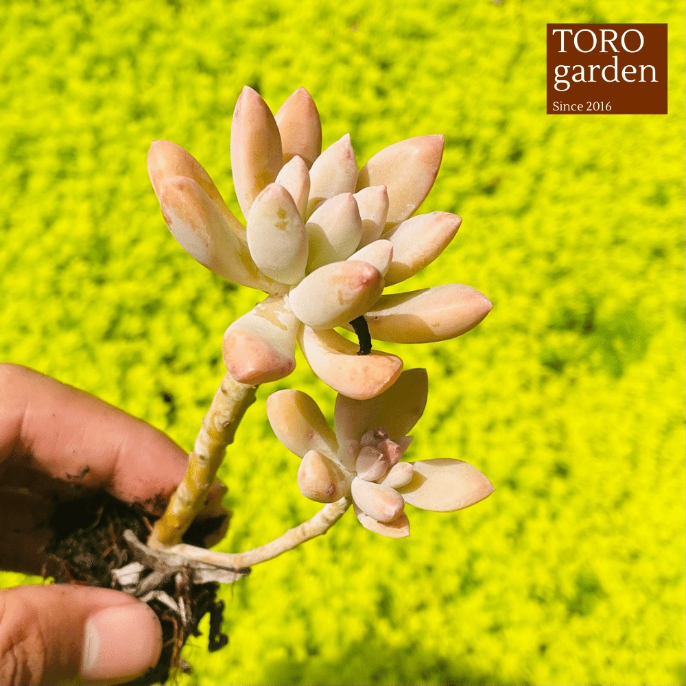 Sen đá pha lê cổ thụ Đà Lạt size mini cây cảnh trang trí nhà cửa Toro garden