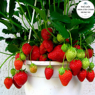  Cây dâu tây giống Mỹ Đá 