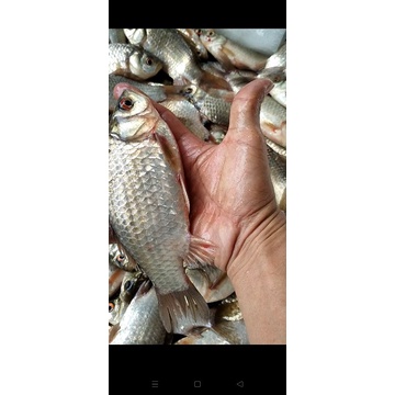 Mồi câu cá Diếc siêu nhạy ngũ cốc | combo 5 gói