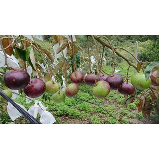 CÂY VÚ SỮA TÍM MICA