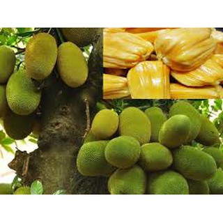 Cây giống Mít Nghệ Tứ Quý [ Cây ghép, cho trái sớm 18 tháng thu hoạch ]
