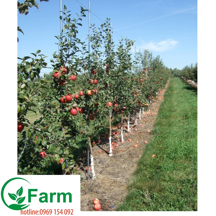 Cây táo đỏ ghép
