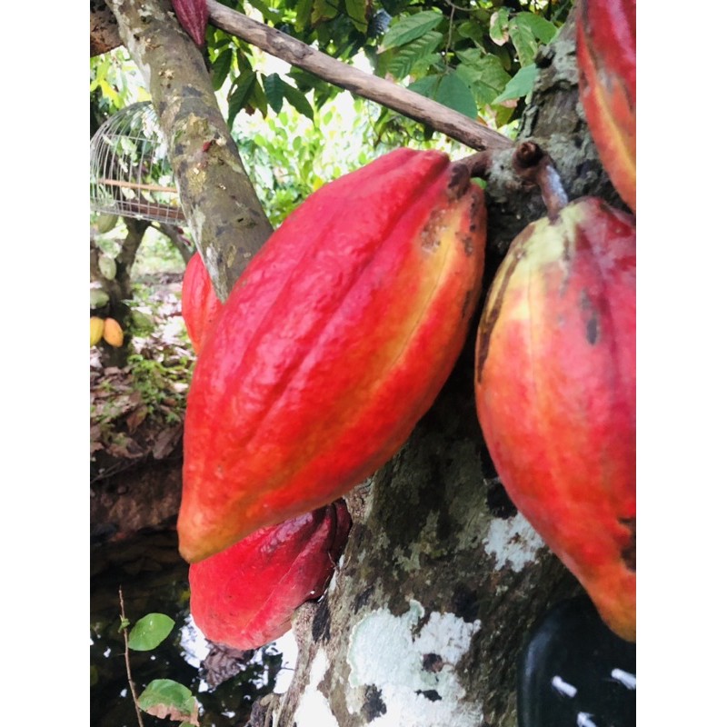 1 ký cacao tươi