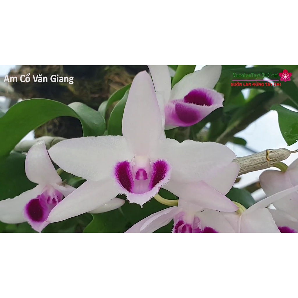 Phi điệp ám cổ văn giang