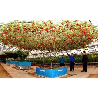 HẠT GIỐNG CÀ CHUA BẠCH TUỘT (LEO GIÀN) - 1 Gói