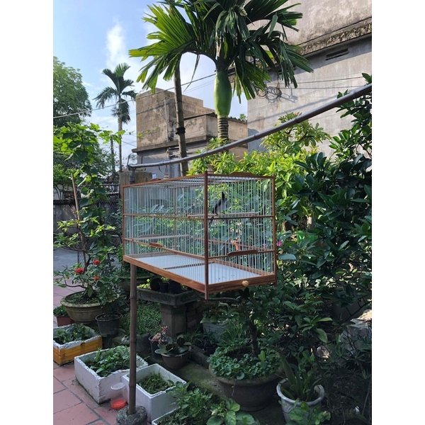 Khung lồng lực gỗ nan cáp cho chim chào mào , chim khuyên cực rẻ