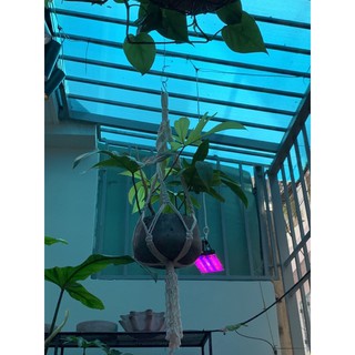 Dây treo chậu cây