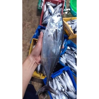 Cá Ngừ Phú Quốc Con từ 700gram - 1100gram