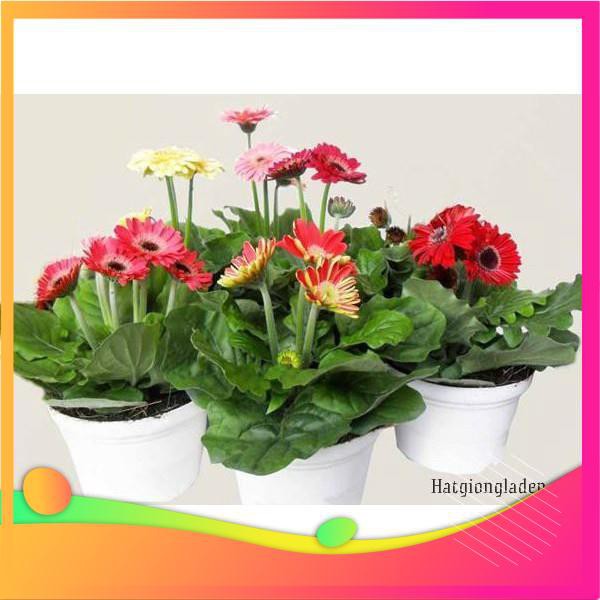Hạt Giống Hoa Đồng Tiền Mix - 10 Hạt VIETGAR