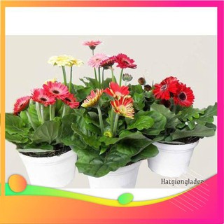 Hạt giống hoa đồng tiền mix - 10 hạt vietgar
