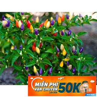 30 Hạt giống Ớt ngũ sắc (tặng gói kích nẩy mầm và hướng dẫn)