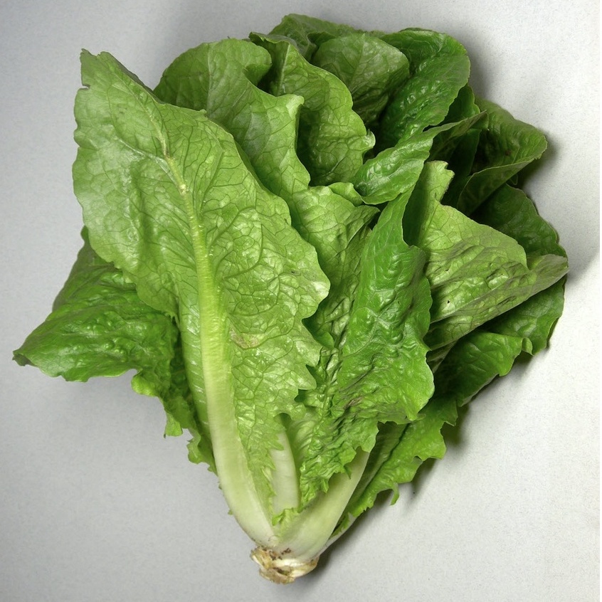 Hạt giống rau xà lách bắp dài Cos Lettuce xanh nhập Thái lan nguyên gói