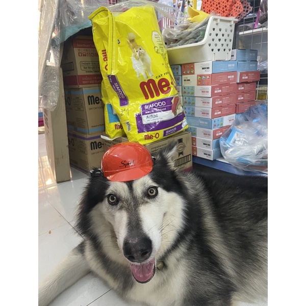 Pet helmet Mũ bảo hiểm nón bảo vệ cho thú cưng chó mèo có chong chóng quay nhiều màu