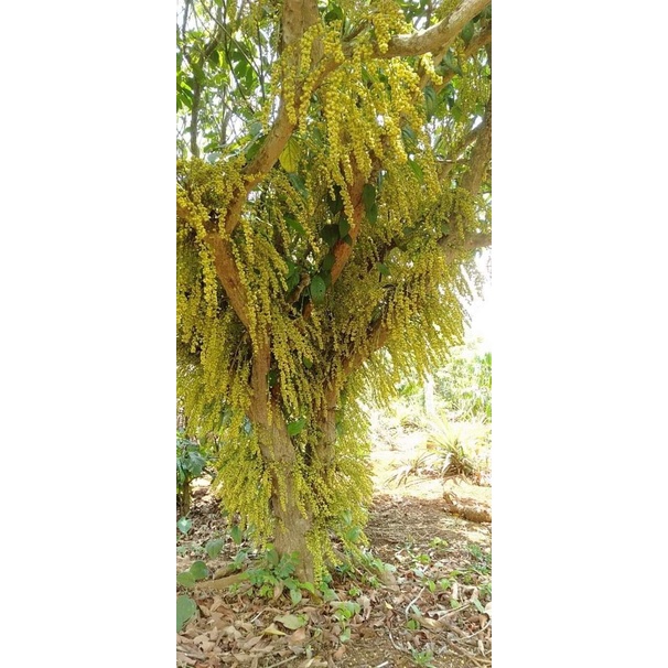 Cây giống dâu da xanh trái tròn